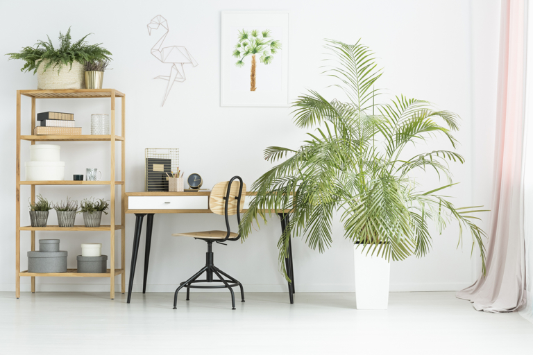 06 melhores tipos de plantas para ter no seu escritório